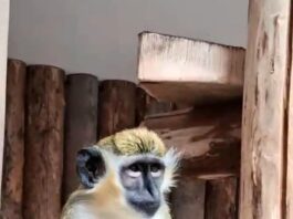 O noua atracție la Zoo Galați