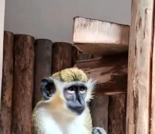 O noua atracție la Zoo Galați