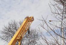 Continuă fasonările de copaci în cartiere