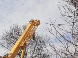 Continuă fasonările de copaci în cartiere