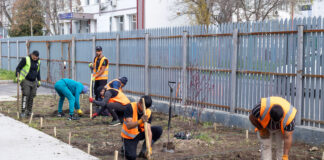 Ionuț Pucheanu: „Înființarea pădurilor urbane vine în completarea acțiunilor noastre pentru un oraș prietenos cu mediul”