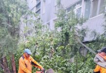 La Galați, vântul puternic a pus la pământ copaci
