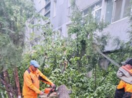 La Galați, vântul puternic a pus la pământ copaci