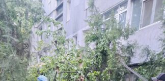 La Galați, vântul puternic a pus la pământ copaci