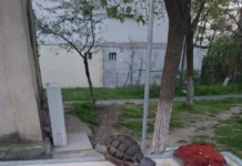Grenadă defensivă găsită pe Siderurgiștilor în zona IREG