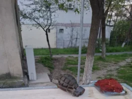 Grenadă defensivă găsită pe Siderurgiștilor în zona IREG