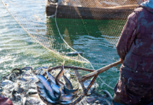 Acțiuni pentru combaterea braconajului piscicol