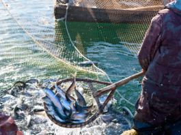 Acțiuni pentru combaterea braconajului piscicol