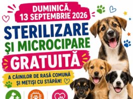 UTIL. Sterilizare și microcipare gratuite, cu sprijinul Primăriei și al Ecosal