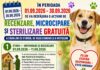 Ecosal: „Microcipează și sterilizează! Contribui astfel la reducerea numărului câinilor fără stăpân”