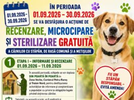 Ecosal: „Microcipează și sterilizează! Contribui astfel la reducerea numărului câinilor fără stăpân”