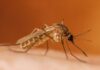 Încă un caz de infecție cu virusul West Nile. Recomandările DSP pentru populație