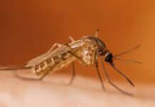 Încă un caz de infecție cu virusul West Nile. Recomandările DSP pentru populație