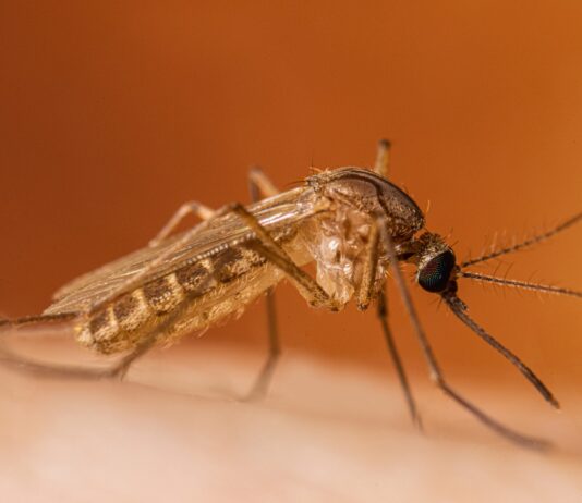 Încă un caz de infecție cu virusul West Nile. Recomandările DSP pentru populație