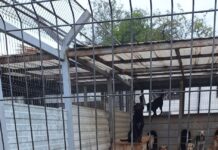 Mesajul Ecosal pentru iubitorii de animale: „Nu cumpăra, adoptă un suflet!”