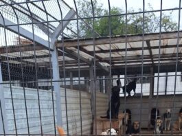 Mesajul Ecosal pentru iubitorii de animale: „Nu cumpăra, adoptă un suflet!”