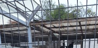 Mesajul Ecosal pentru iubitorii de animale: „Nu cumpăra, adoptă un suflet!”