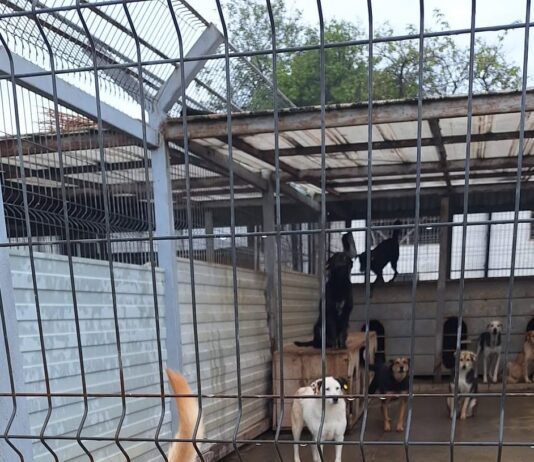Mesajul Ecosal pentru iubitorii de animale: „Nu cumpăra, adoptă un suflet!”