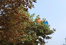 Gospodărire Urbană continuă activitățile de întreținere a spațiilor verzi din oraș