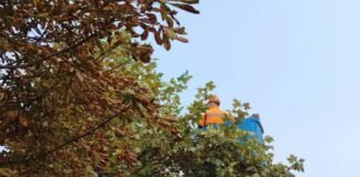 Gospodărire Urbană continuă activitățile de întreținere a spațiilor verzi din oraș